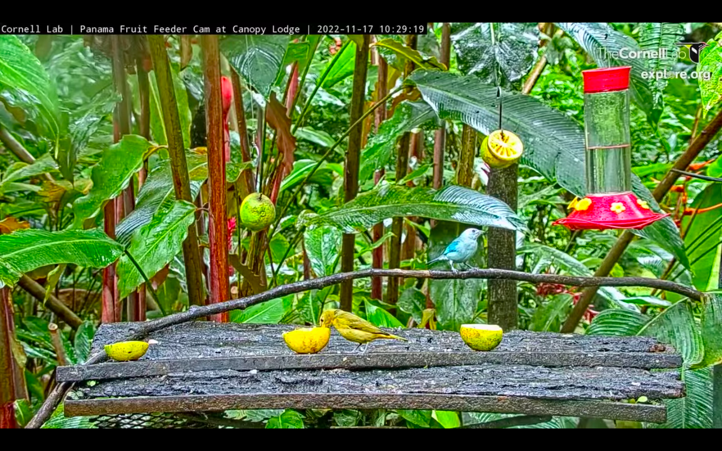 Image of a blue bird standing on a branch over some fruit