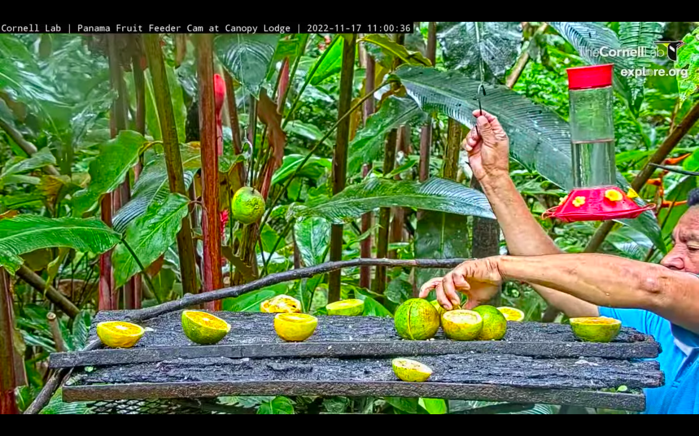 Image of a man placing fruit on a logs