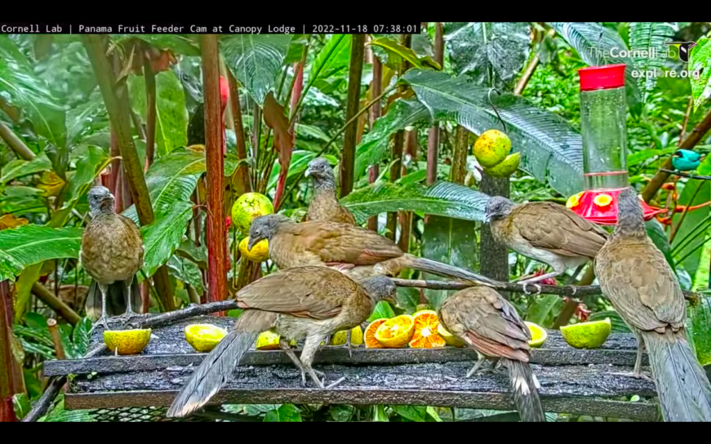 Cornell Labs Panama Fruit Feeder Cam at Canopy Lodge Art Papers