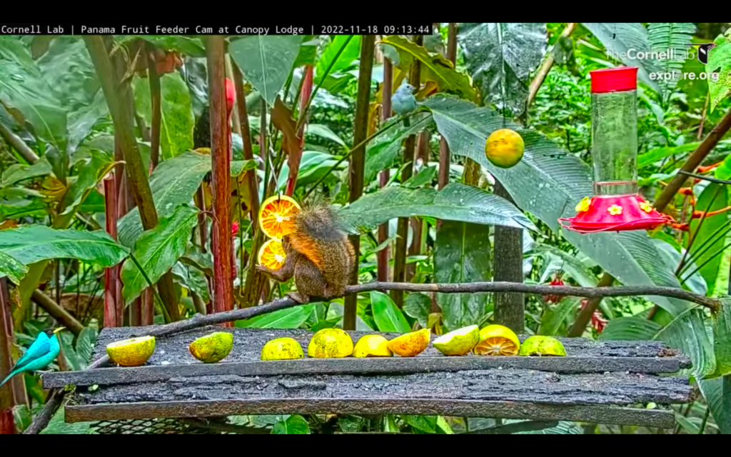 Cornell Labs Panama Fruit Feeder Cam at Canopy Lodge Art Papers