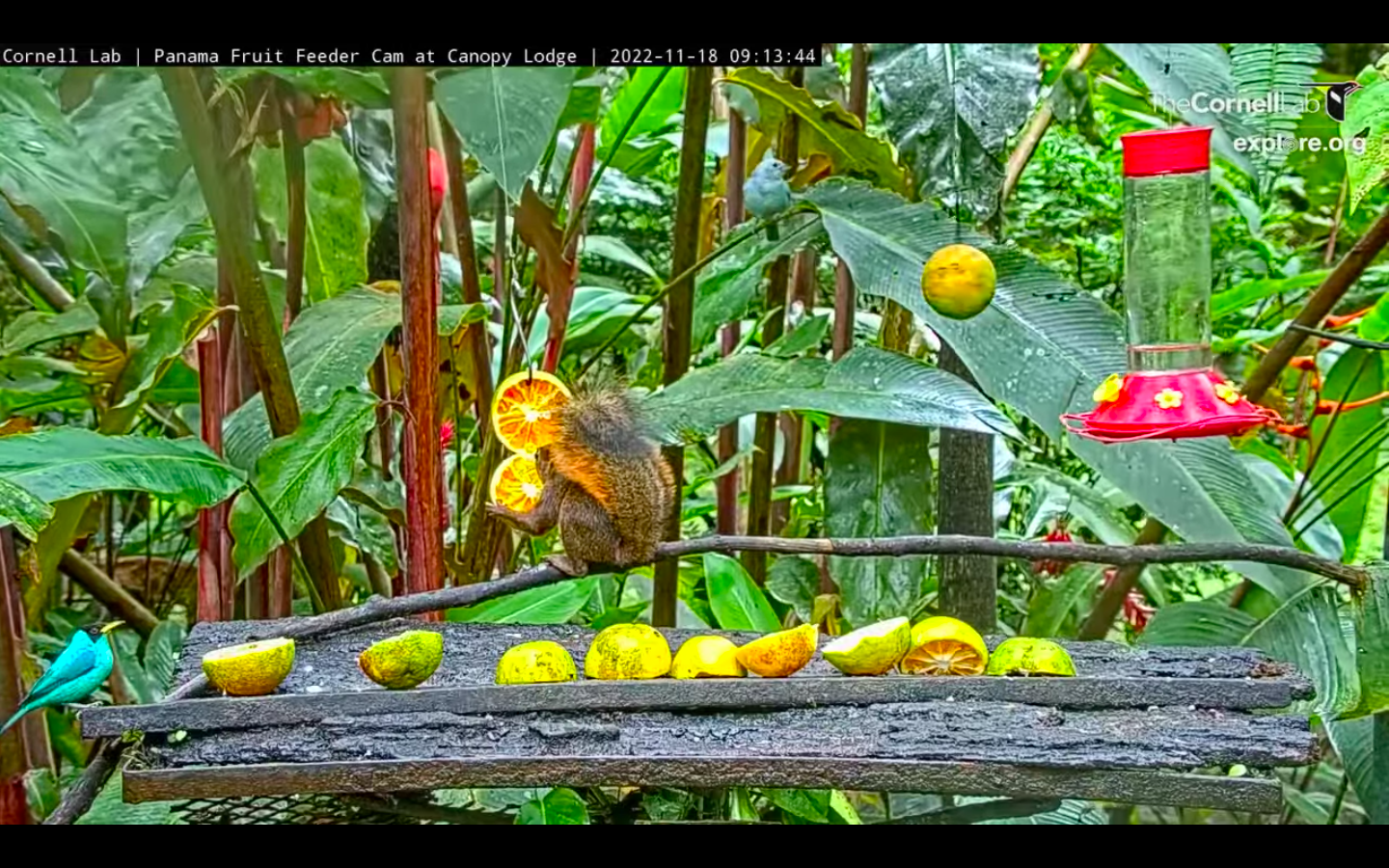 Image of an animal sitting on a branch over some fruit