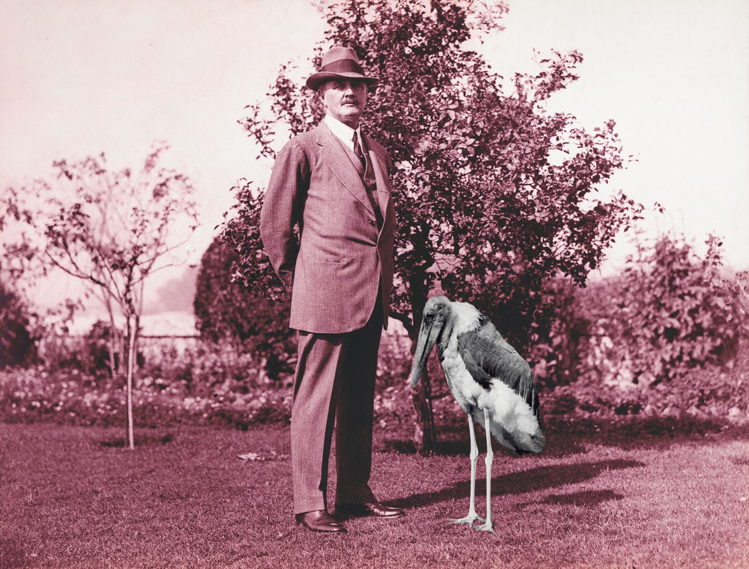 A man stands in a small landscape, filtered in magenta, a stork stands next to him, filtered in black and white