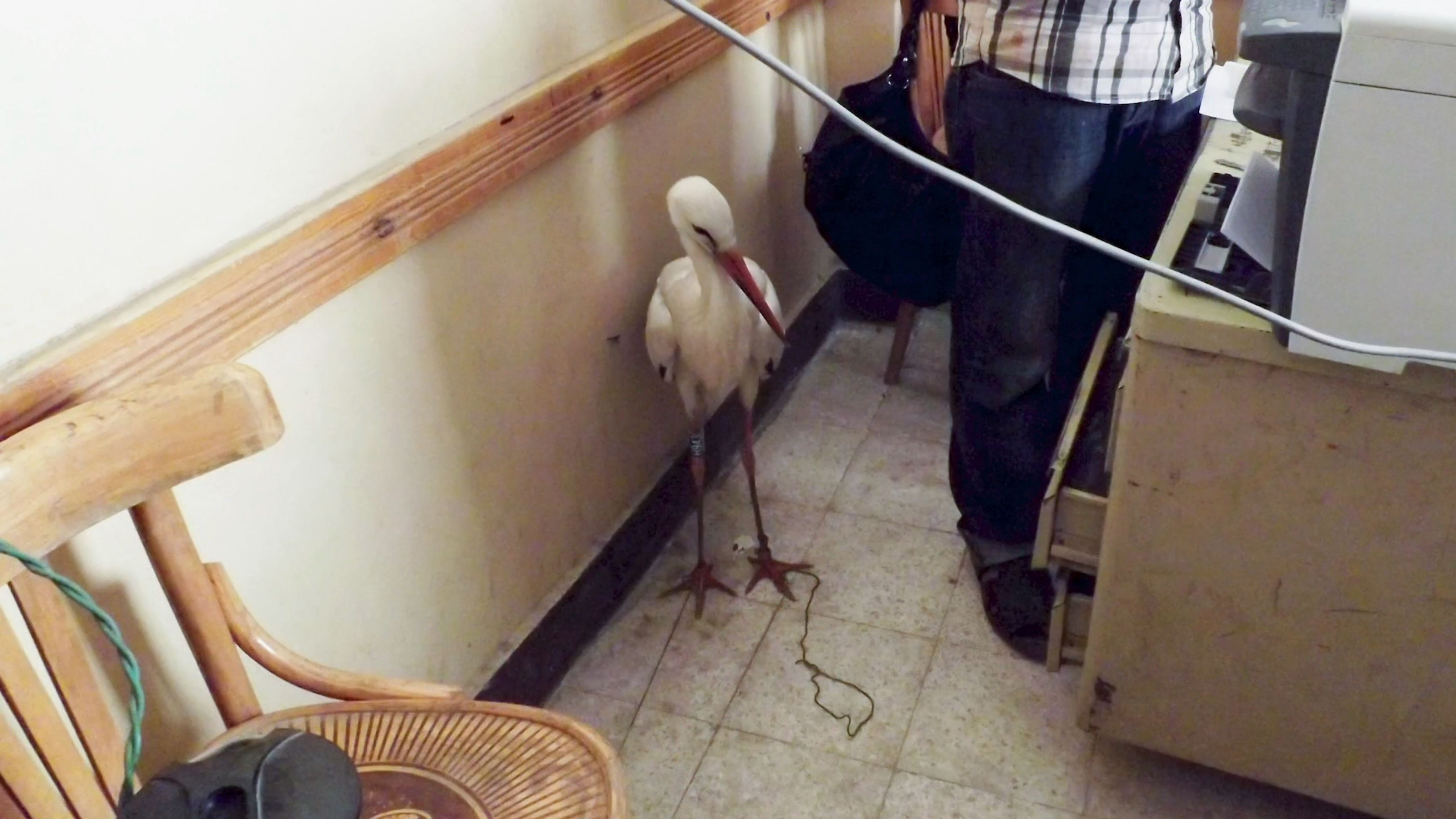A white bird is standing on a tiled floor behind a desk, a man stands near the desk