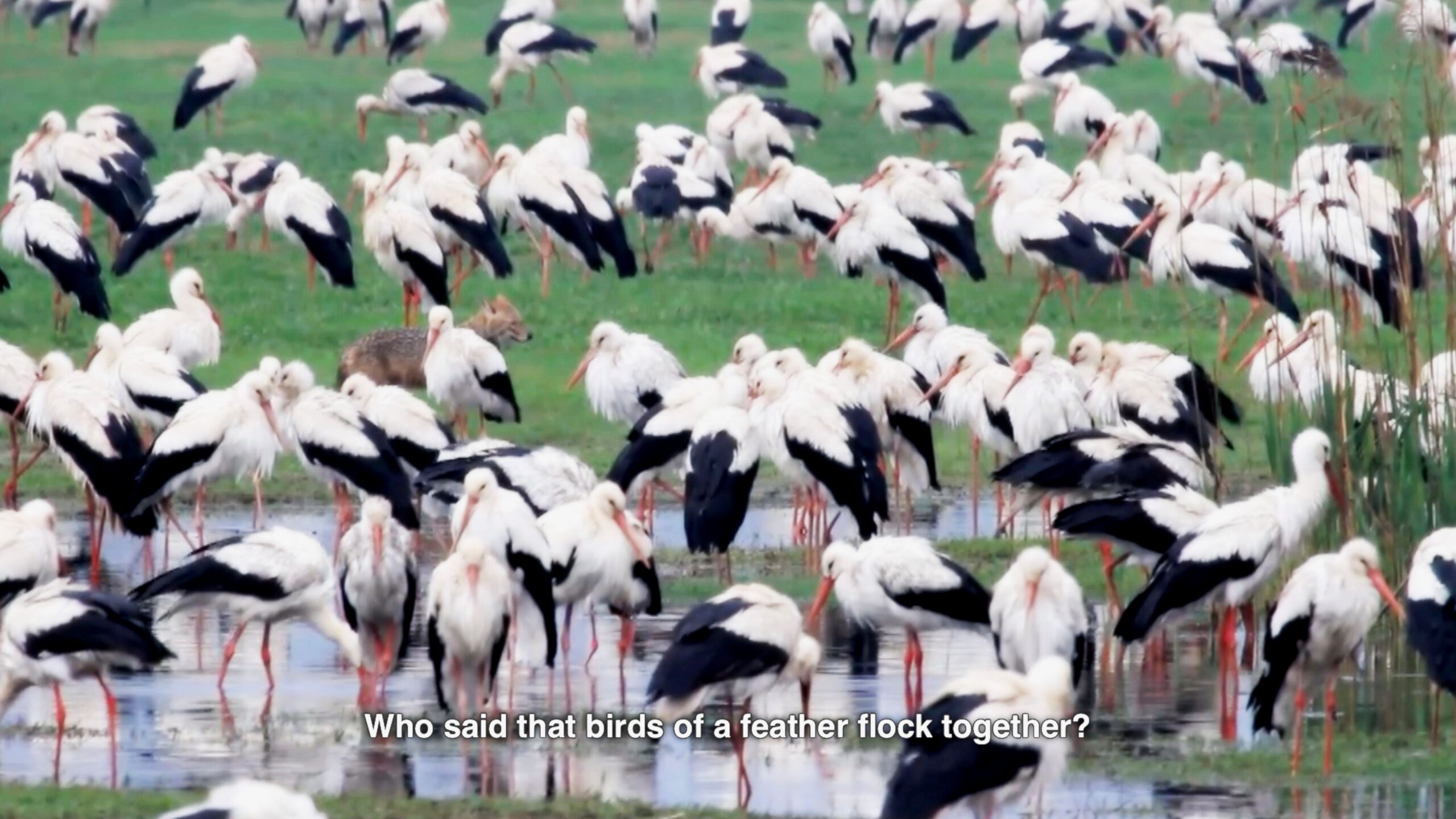 white and black birds flock together standing in a green marshland