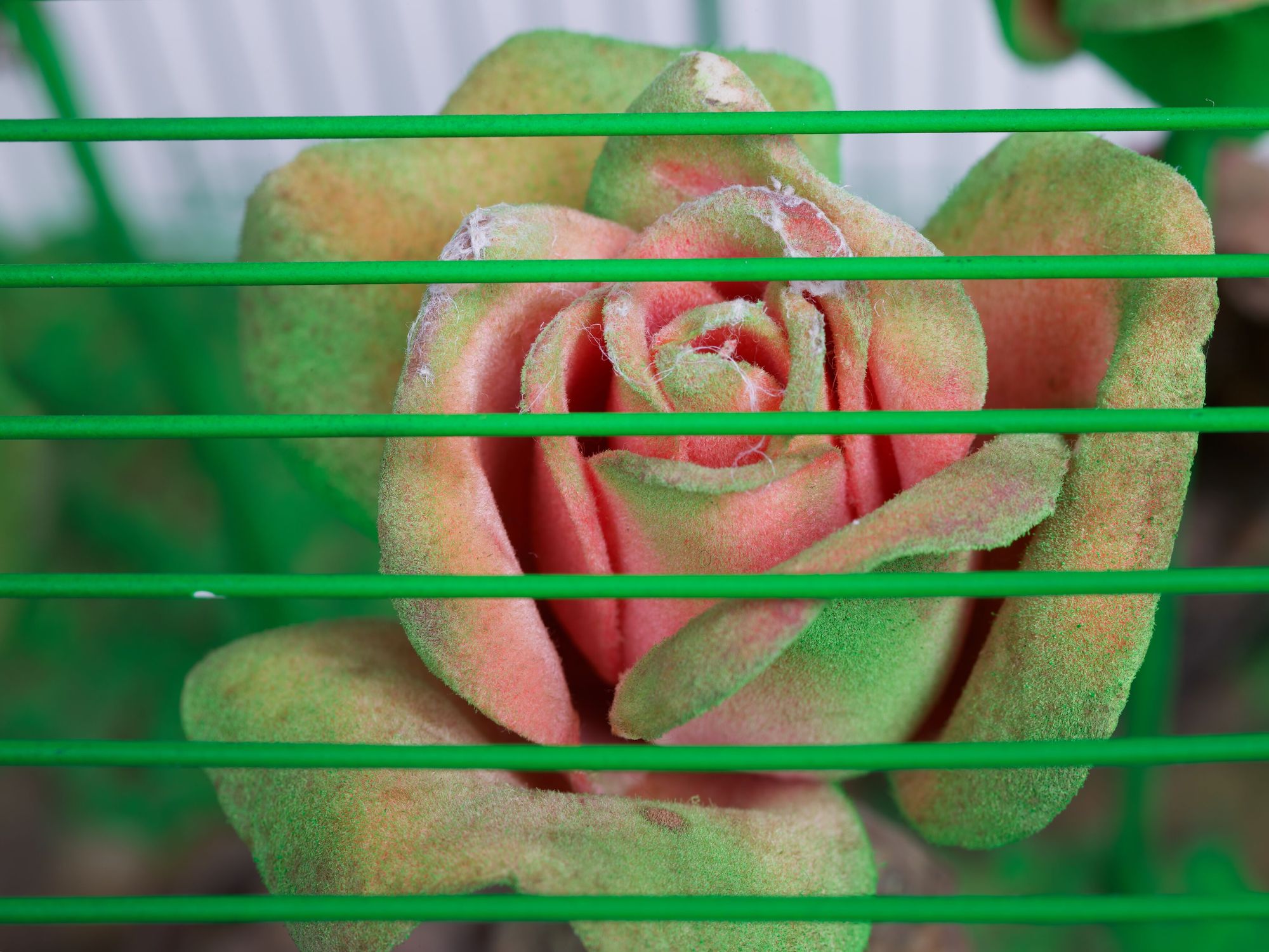 A close up of a velvety pink rose right up against the bards of a cage that have been painted green with bits of green spray adorning the rose.