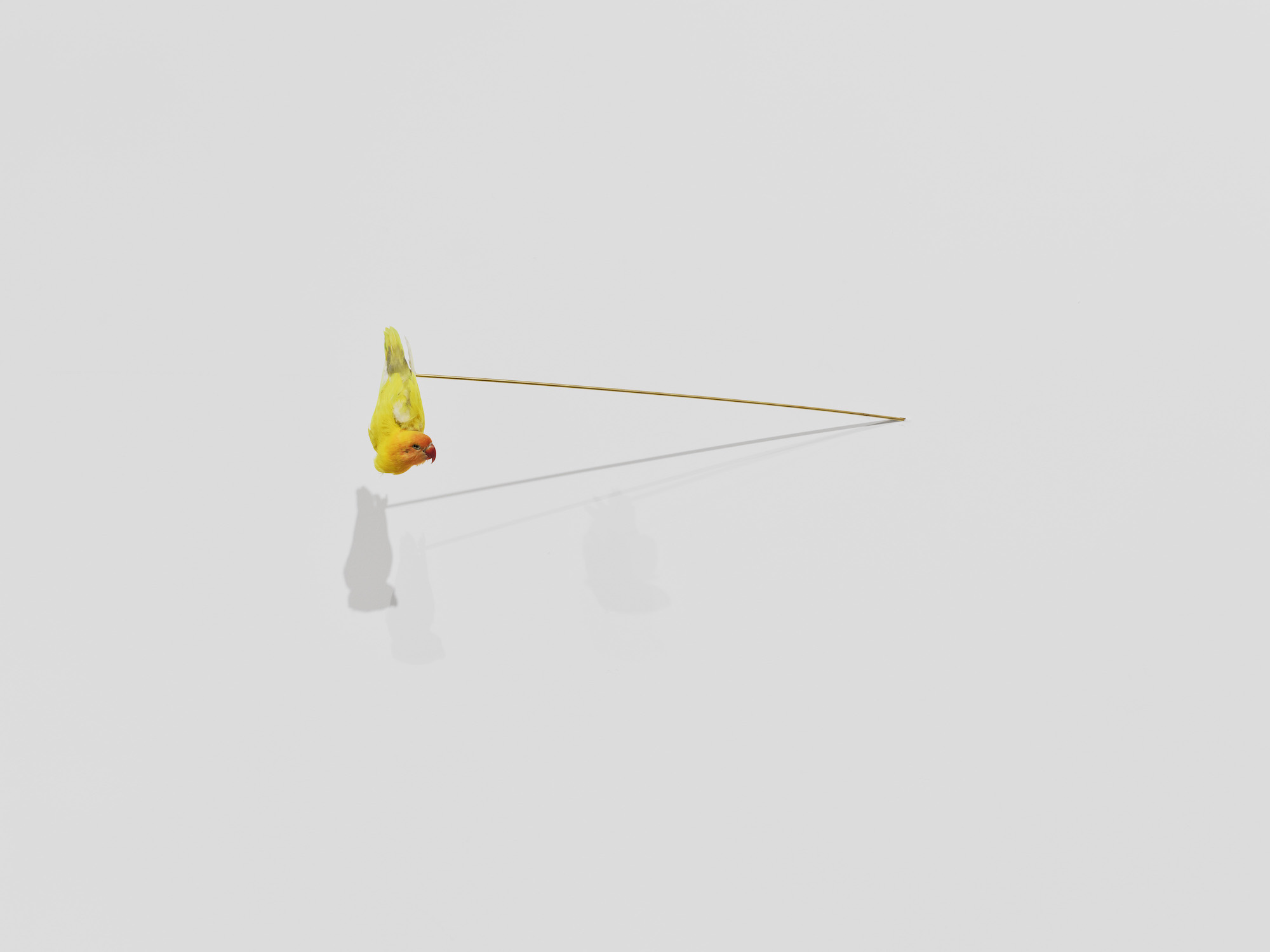 Against a blank white wall a brass bar protrudes and holds a dangling yellow parakeet
