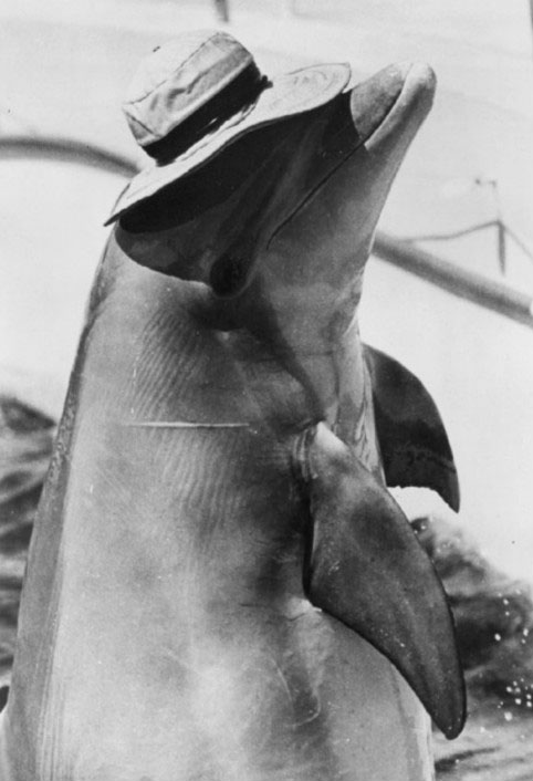 A black and white photo of the upper half of a dolphin, vertically up out of the water wearing a hat.