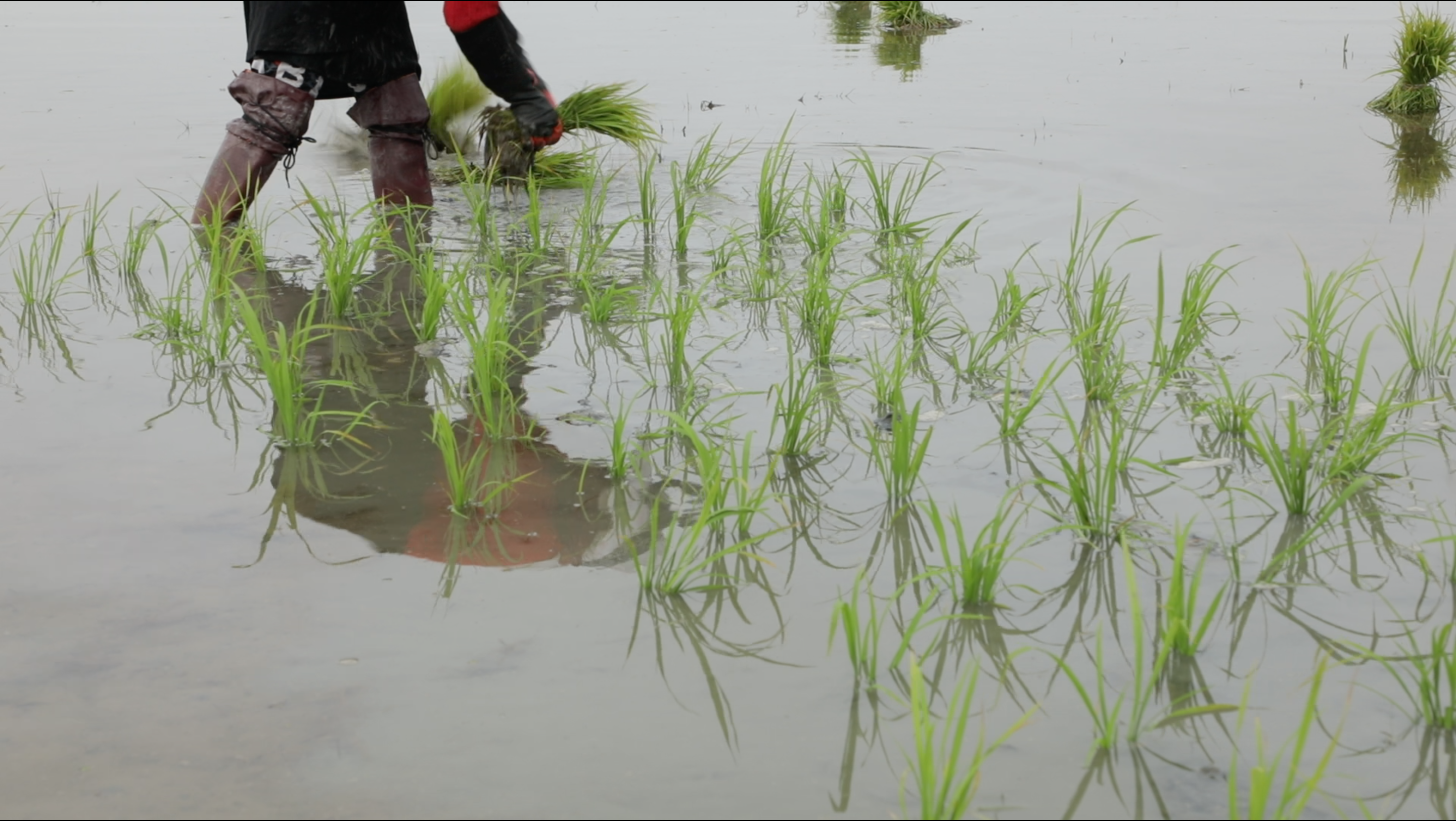 An image of a pool of water with tufts of grass sticking out and being collected by a person in the top left of the image wearing water protective gear.