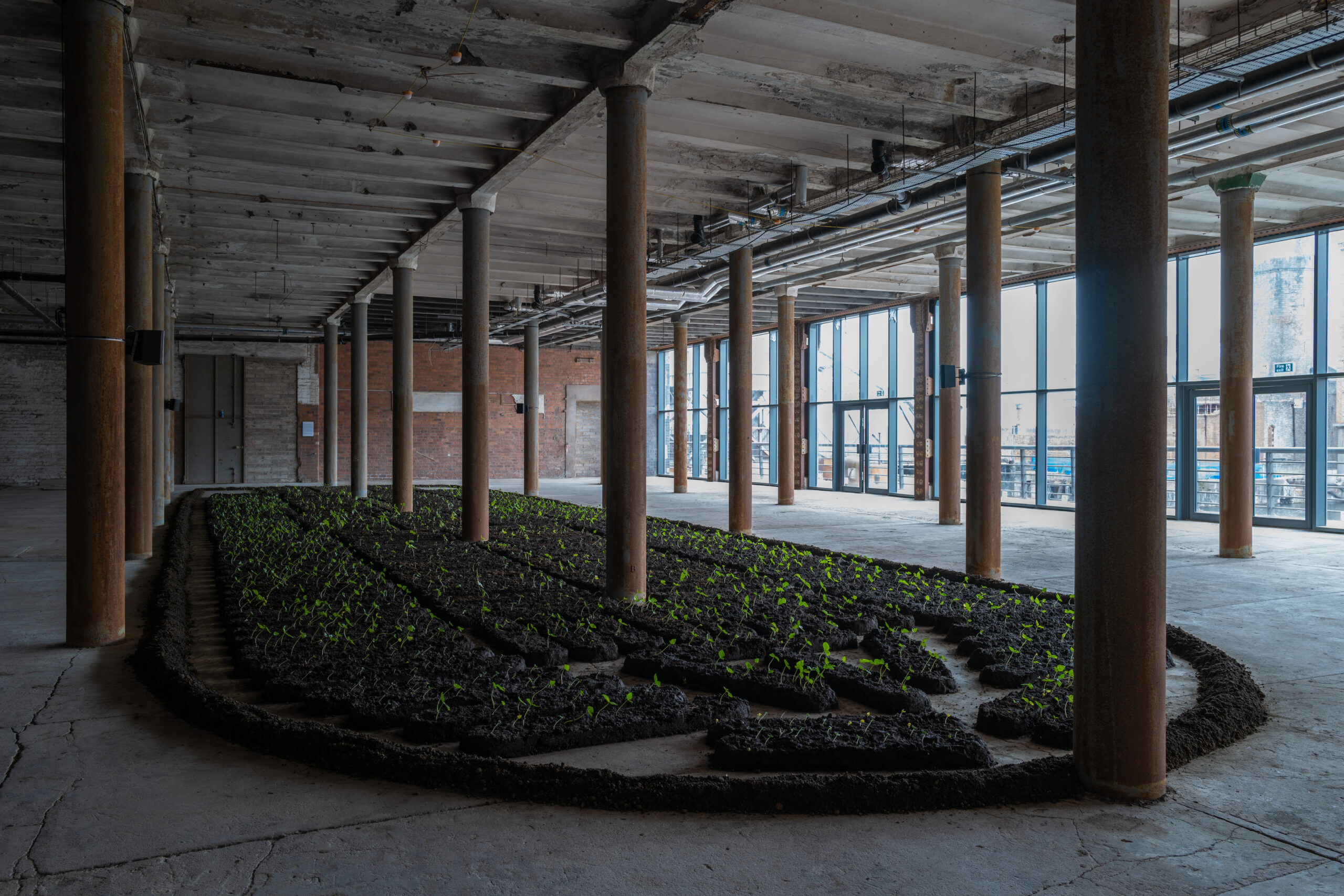 In a large concrete room filled with columns supporting the roof, a large oval of dirt occupies most of the floor space. Green plants are sprouting out of the dirt.